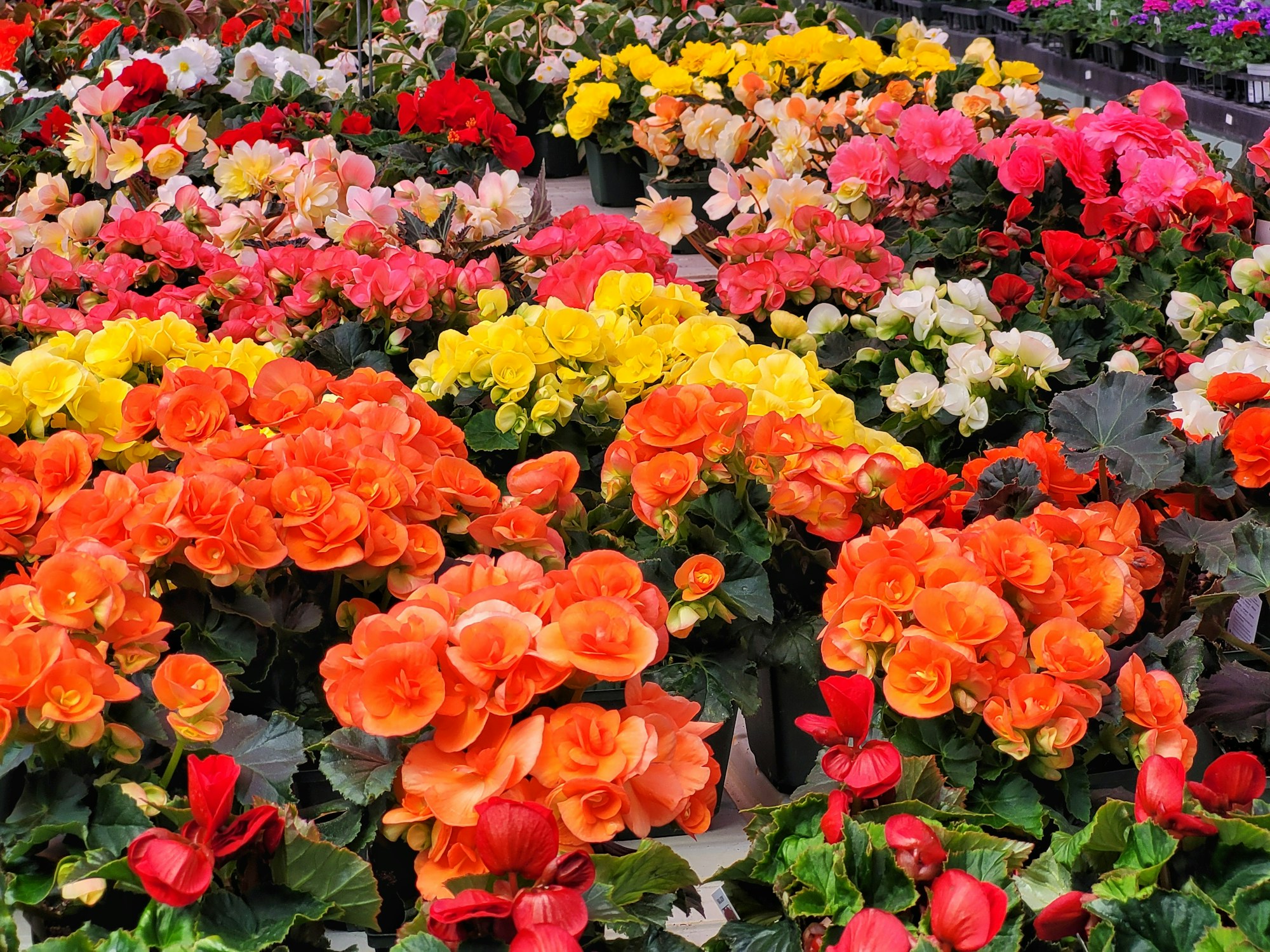 Pépinière et jardinerie